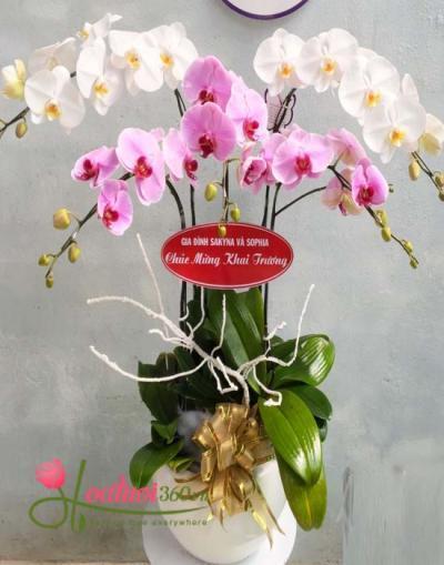 Lan hồ điệp giá rẻ Quận Thủ Đức