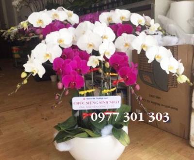 MUA LAN HỒ ĐIỆP CHẤT LƯỢNG Ở ĐÂU ?