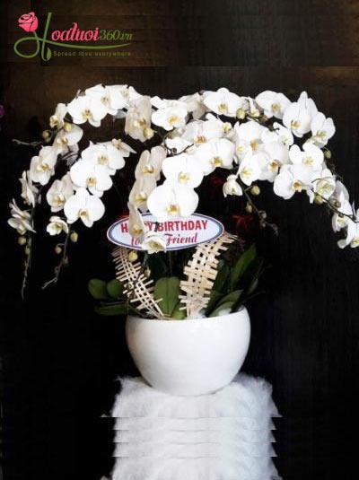 Shop lan hồ điệp giá rẻ tại TPHCM