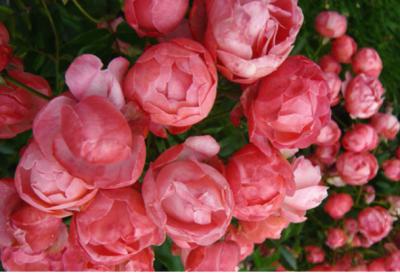 Bạn đã biết đến loài hoa hồng baby tuyệt đẹp?
