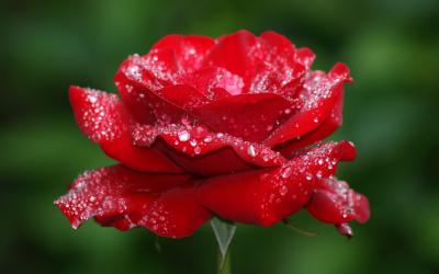 Bộ sưu tập hoa hồng nhung và những điều thú vị về loài hoa này