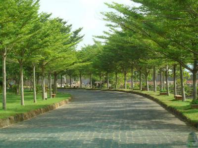 Cây bàng Đài Loan - Ứng dụng cây xanh cho công trình