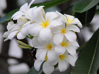 Cây hoa sứ trắng có đặc điểm gì và ý nghĩa ra sao?