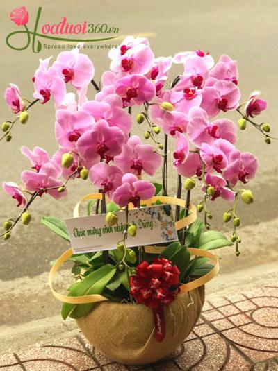 Chậu hoa lan hồ điệp hồng - Hạnh phúc lứa đôi