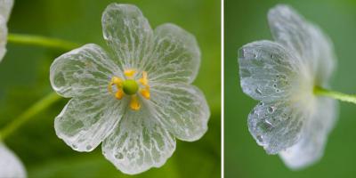 Giải mã loài hoa khung xương “biến hình” khi trời mưa