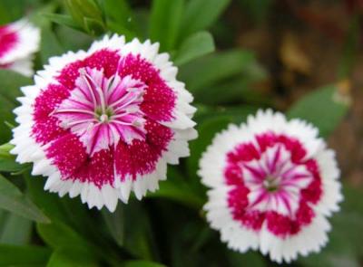 Hoa cẩm chướng – Món quà ý nghĩa tặng người thân