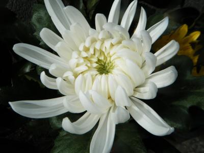 Hoa cúc trắng- Hoa của lòng hiếu thảo