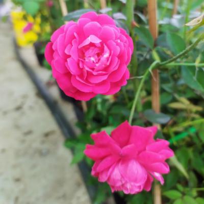 Hoa hồng cổ - Nét đẹp truyền thống Việt Nam