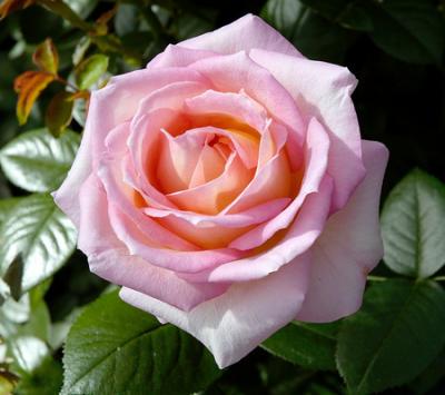 Hoa hồng phấn - Ý nghĩa của hoa hồng phấn bạn nên biết !