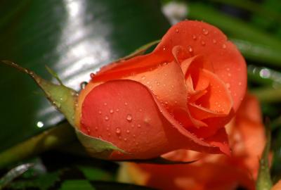 Nguồn gốc và ý nghĩa tượng trưng hoa hồng cam
