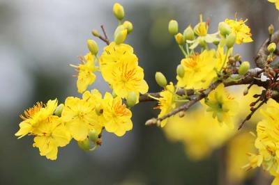 Top 10 loại hoa phong thủy mang may mắn, tài lộc đến cho gia chủ