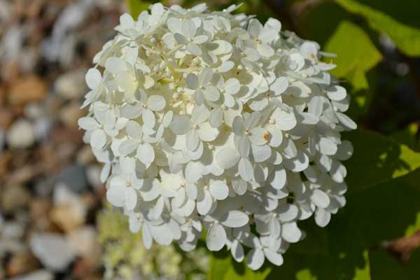 Nguồn gốc của hoa cẩm tú cầu