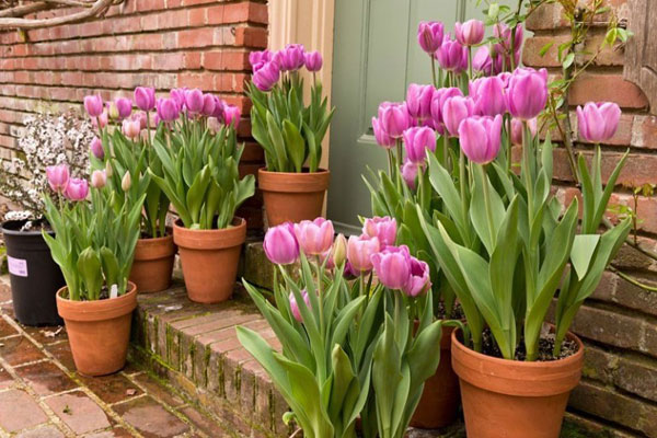 Cách chăm sóc hoa tulip sau khi trồng
