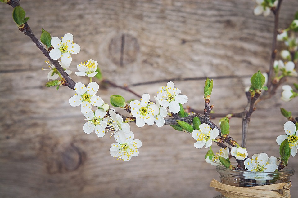 Hoa đào bạch ngày tết đẹp nhất