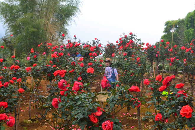 Chàng trai ngân hàng trồng vườn hoa hồng đỏ