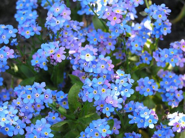 Hoa lưu ly với những cánh nhỏ màu xanh lam xinh đẹp