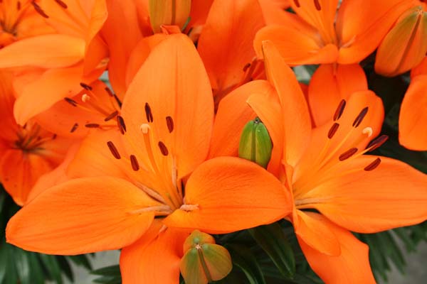 hoa bách hợp cam với màu sắc rực rỡ