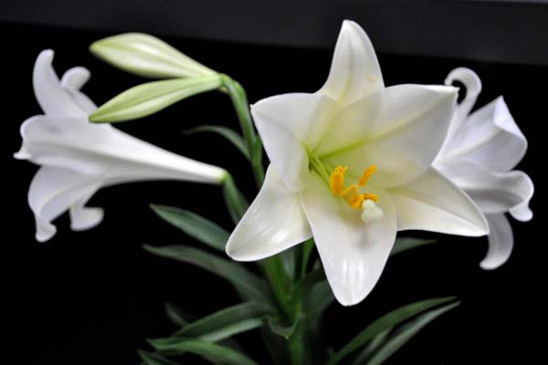 hoa bách hợp màu trắng tinh khiết