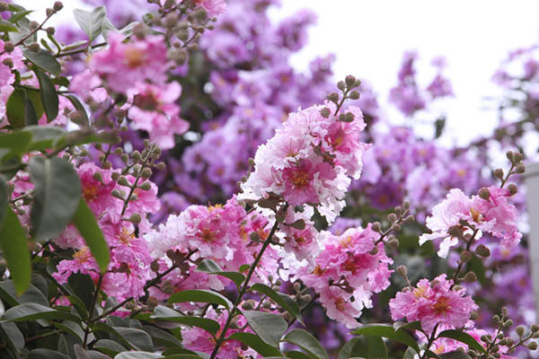 Loài hoa bằng lăng có màu tím, tím hồng hoặc màu hồng