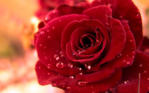 Hình ảnh hoa hồng đẹp nhẩt