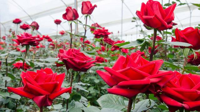 Nguồn gốc xuất xứ của hoa hồng ecuador