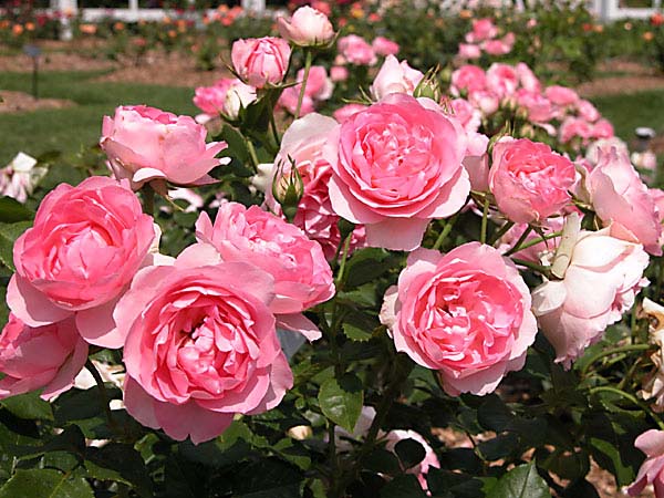 Hoa hồng phớt đẹp với màu sắc ngọt ngào, tinh tế