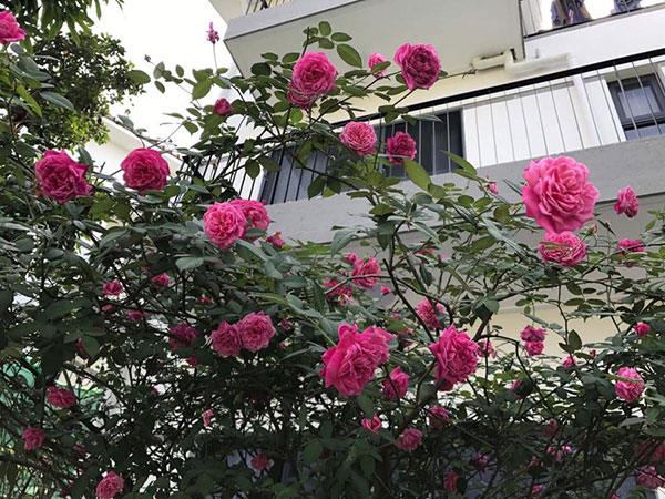 Tại sao người ta thích trồng hoa hồng cổ