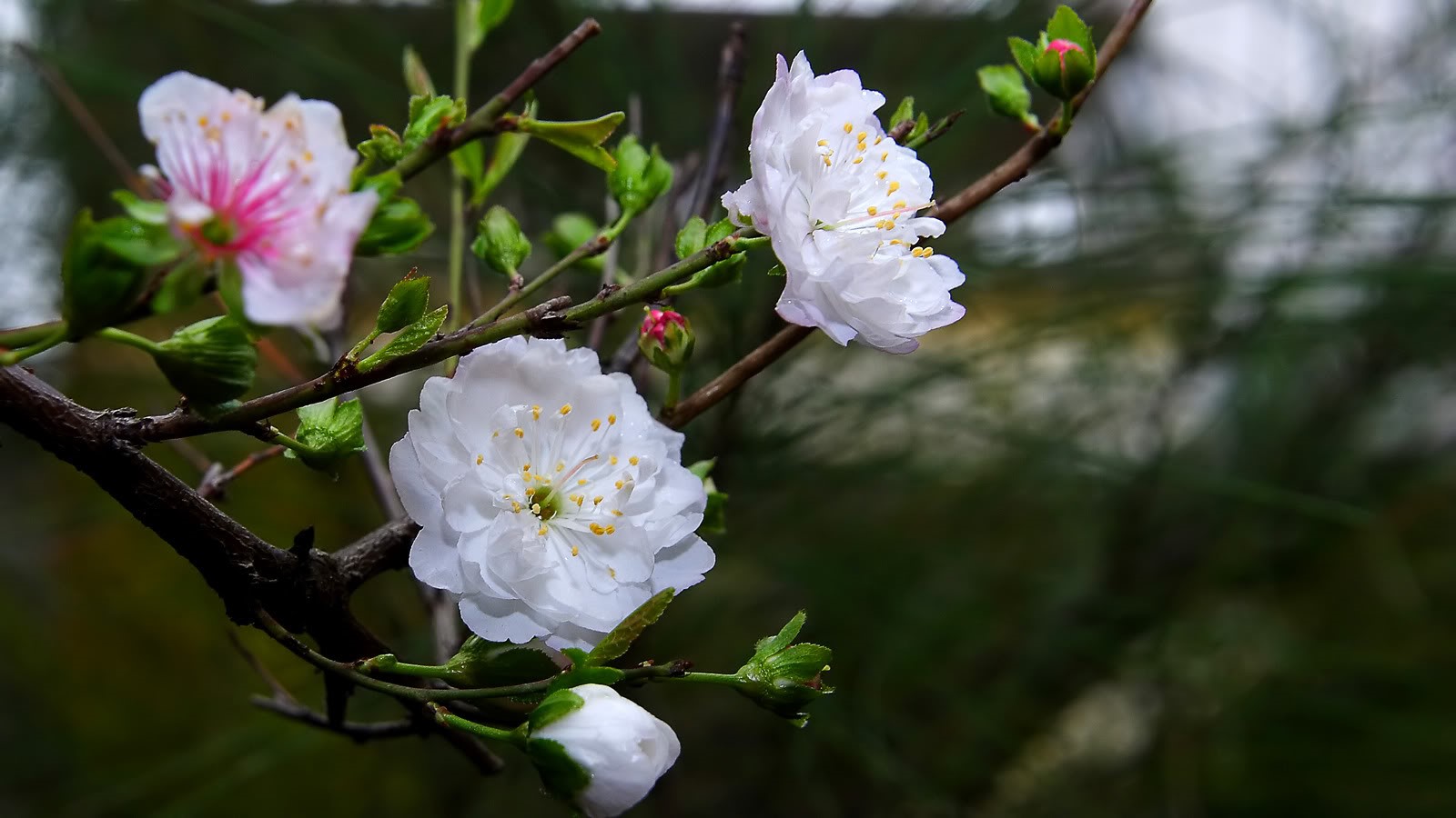 hoa-nhat-chi-mai