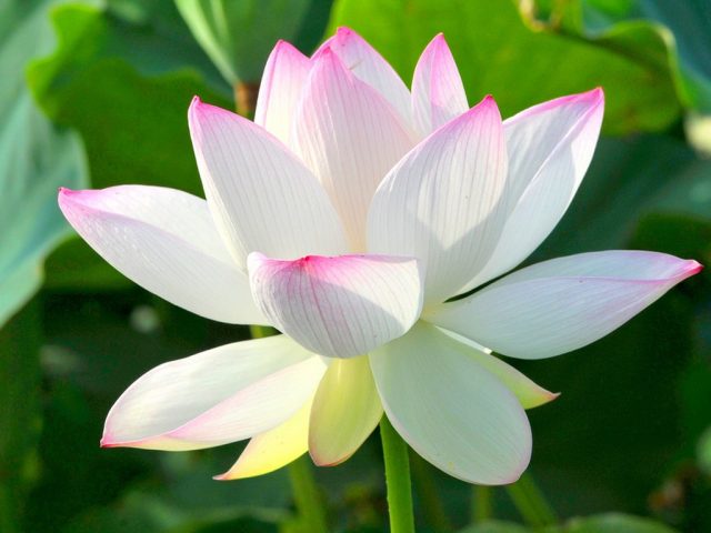 Hãy khám phá những hình ảnh tuyệt đẹp về Hoa Sen trong văn hóa Việt Nam và tìm hiểu sự tôn trọng của Phật Giáo đối với loài hoa tuyệt vời này.