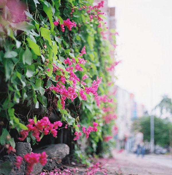 Giàn hoa Tigon đẹp ngất ngây mê mẩn mọi ánh nhìn