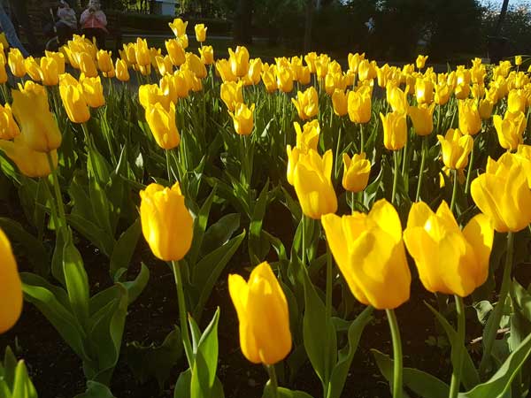 Nguồn gốc của hoa tulip vàng