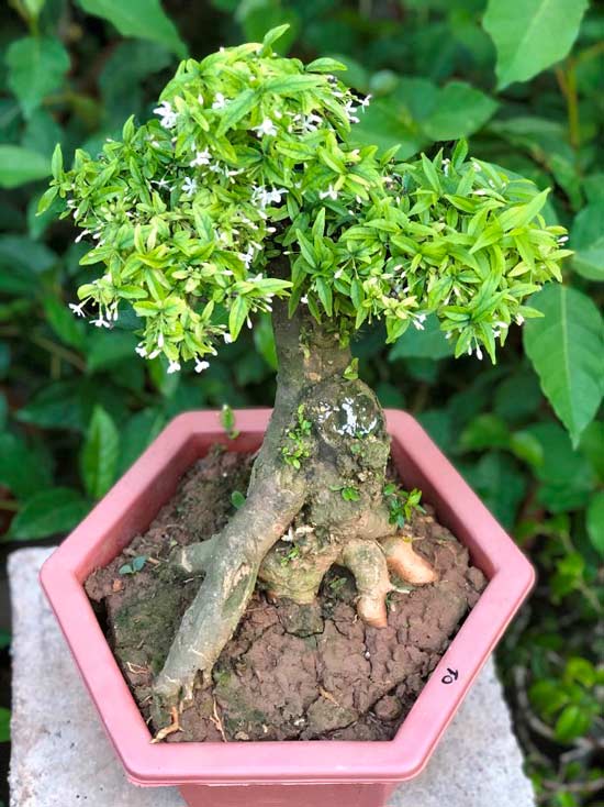 Mai chiếu thuỷ mini bonsai