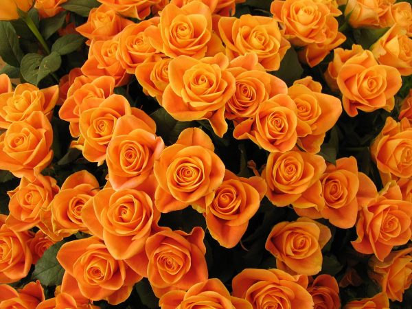 Hoa hồng cam mang ý nghĩa bày tỏ lòng biết ơn, sự hỗ trợ và hiểu biết 