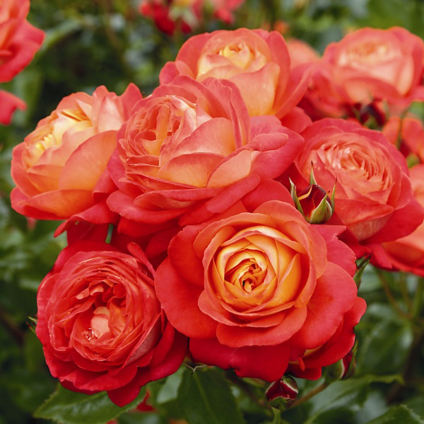 Hoa hồng cam là một món quà tuyệt vời nhất khi bạn tặng cho một ai đó