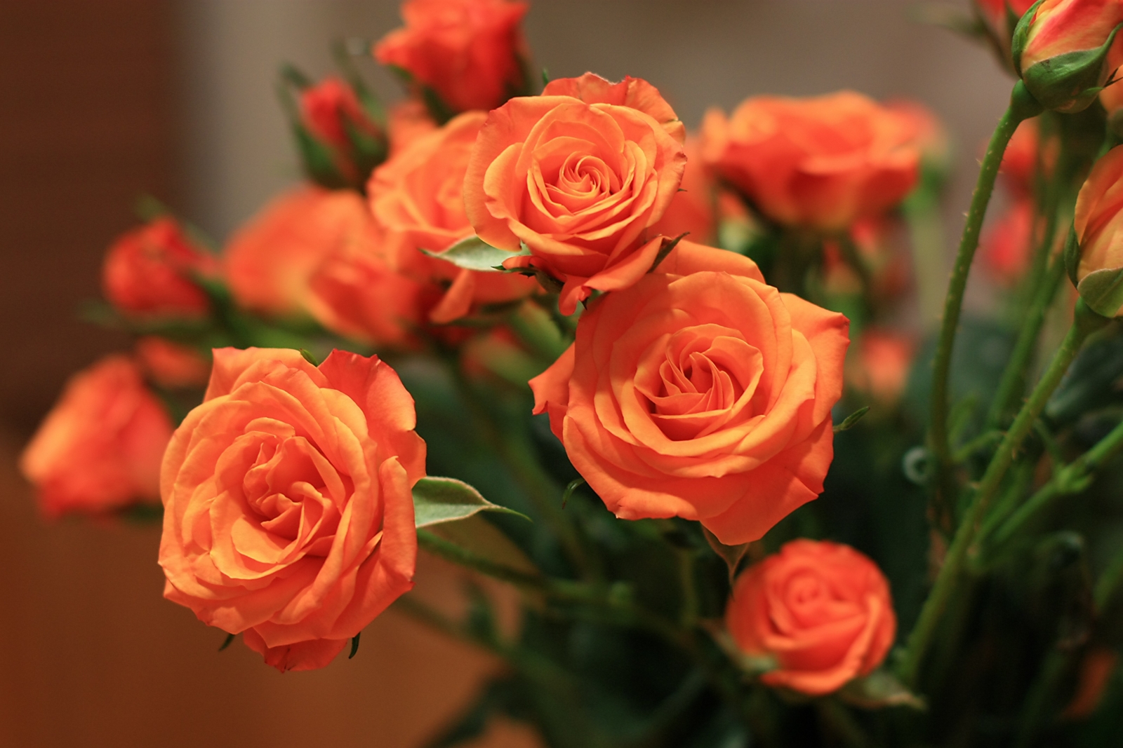 Hoa hồng cam được dùng trong ngành công nghệ