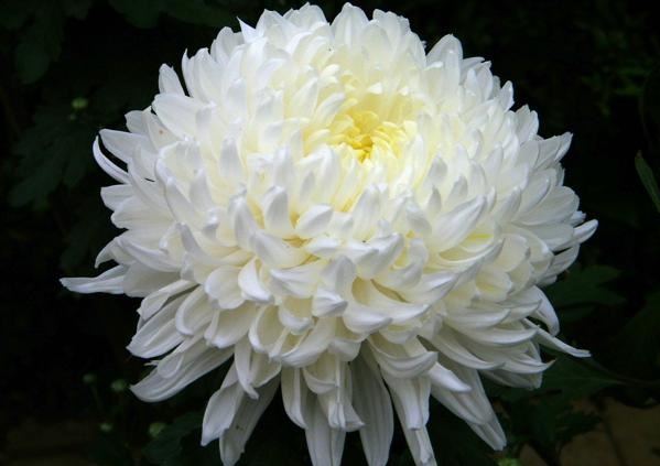 Ý nghĩa hoa cúc trắng trong tang lễ