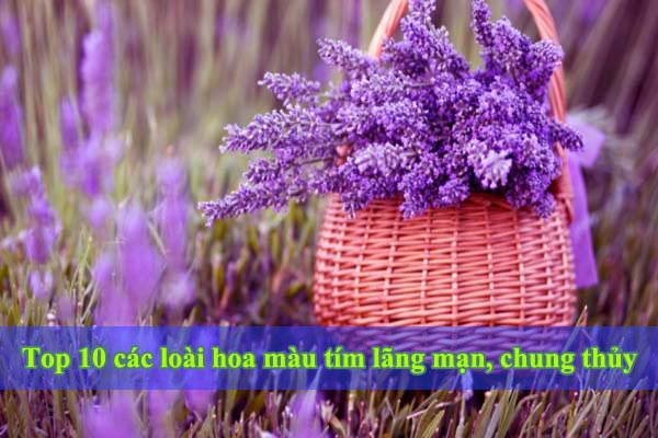 Các loài hoa màu tím lãng mạn, chung thủy đẹp ngẫn ngơ