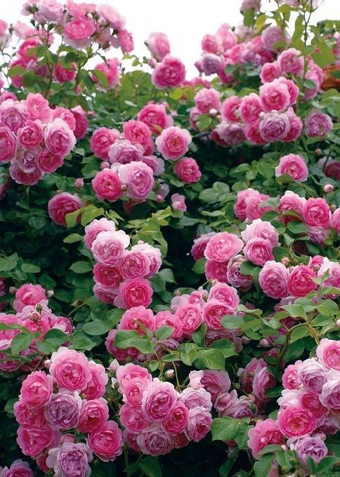 Vườn cây hồng ohara khoe sắc hoa hồng tuyệt đẹp