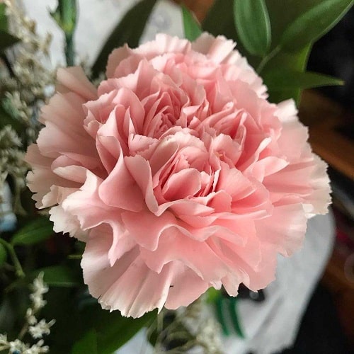 Hoa cẩm chướng kép