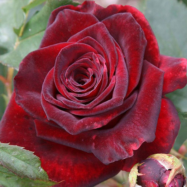 Hoa hồng nhung - tình yêu nồng cháy và bất diệt